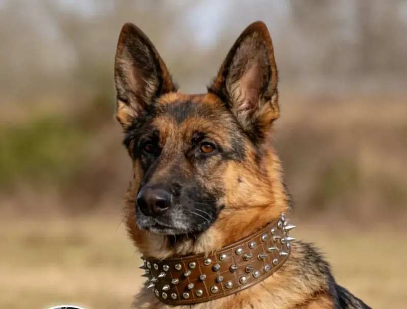 Spiked Wide Dog Collar
